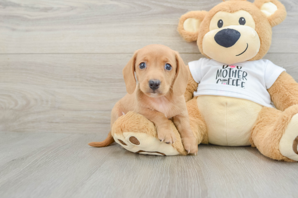 Dachshund Puppy for Adoption
