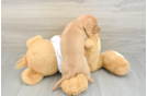 Cute Dachshund Baby