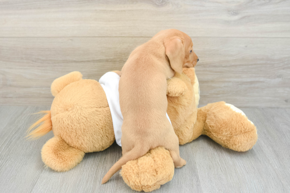 Cute Dachshund Baby