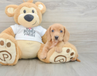 5 week old Dachshund Puppy For Sale - Premier Pups