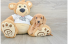 Cute Doxie Purebred Puppy