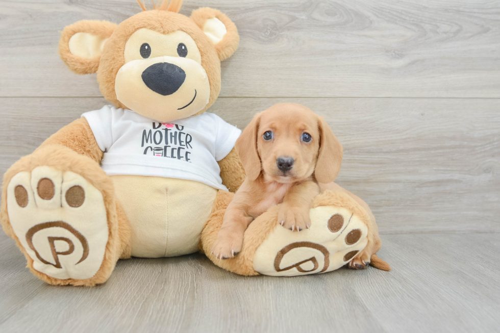 Cute Doxie Purebred Puppy