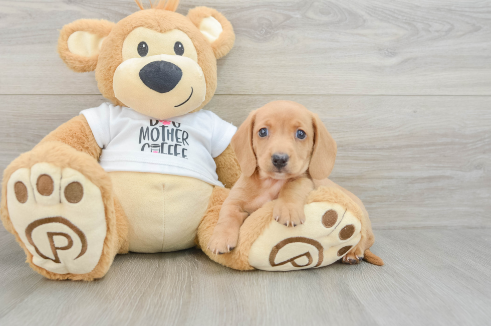 5 week old Dachshund Puppy For Sale - Premier Pups