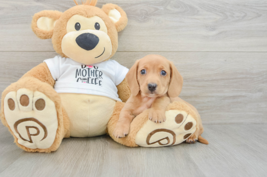 Cute Doxie Purebred Puppy