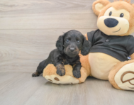 5 week old Dachshund Puppy For Sale - Premier Pups