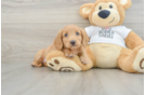 Cute Doxie Purebred Puppy