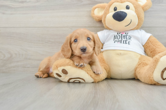 Cute Doxie Purebred Puppy