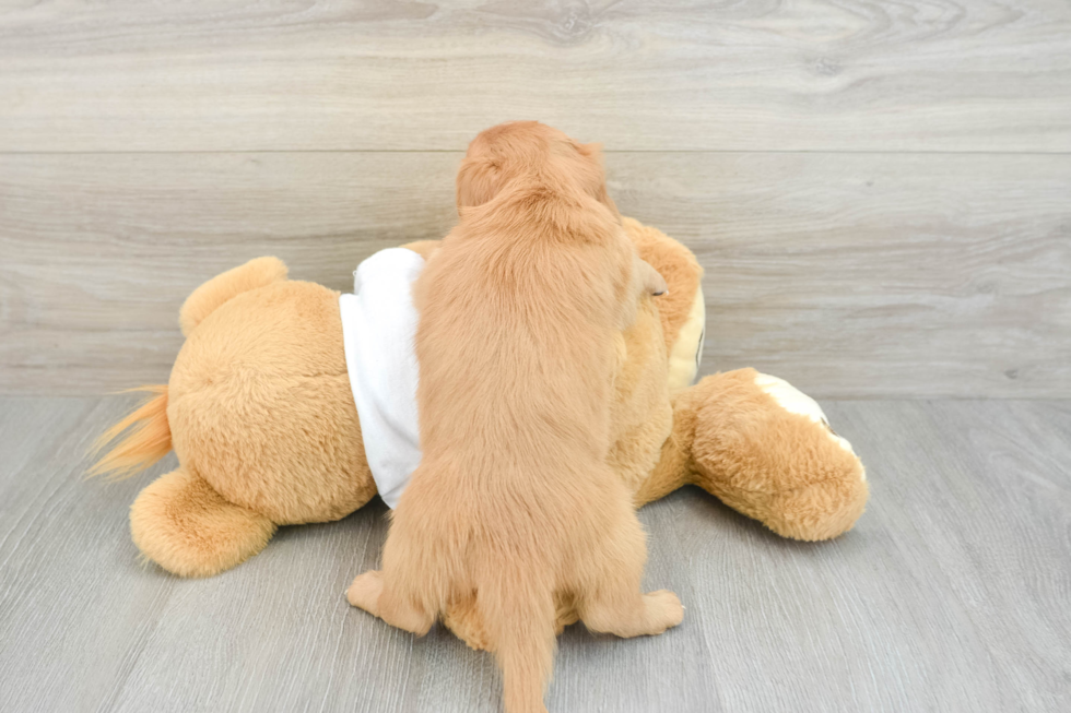 Cute Dachshund Baby