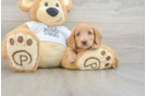 Cute Dachshund Baby