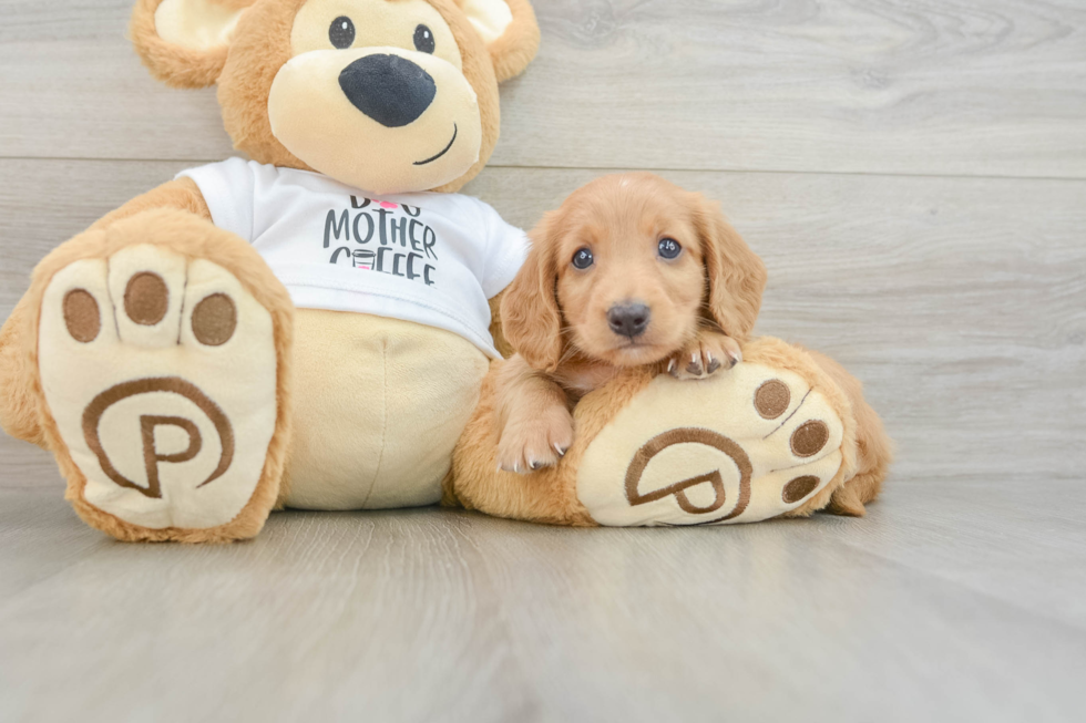 Cute Dachshund Baby