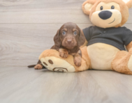 5 week old Dachshund Puppy For Sale - Premier Pups