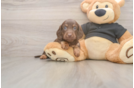Cute Dachshund Baby
