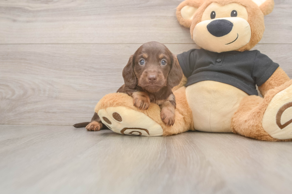 5 week old Dachshund Puppy For Sale - Premier Pups