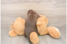 Cute Dachshund Baby