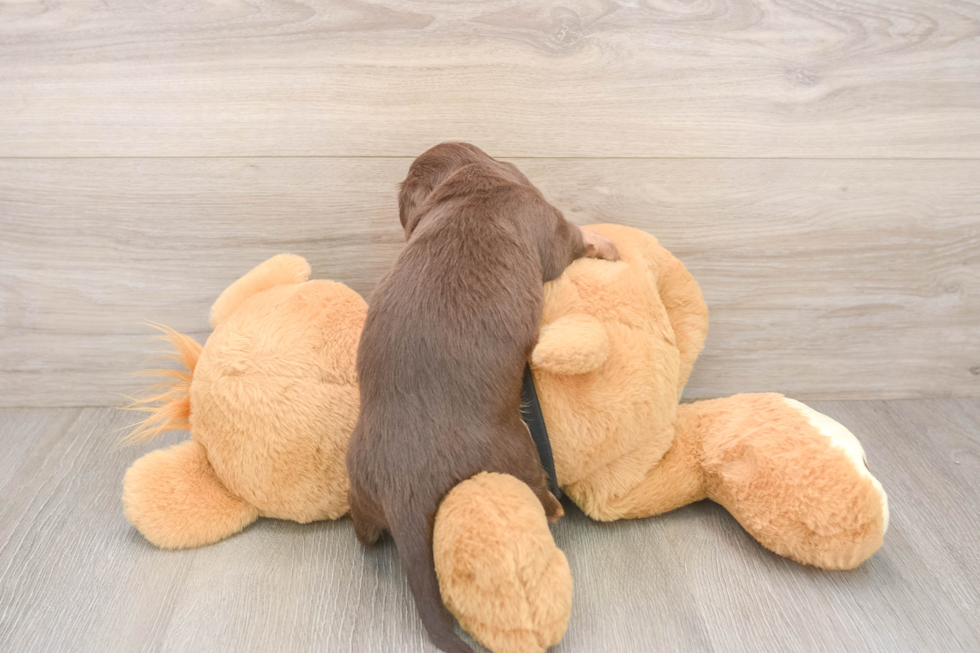 Cute Dachshund Baby
