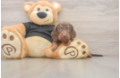 Cute Doxie Purebred Puppy