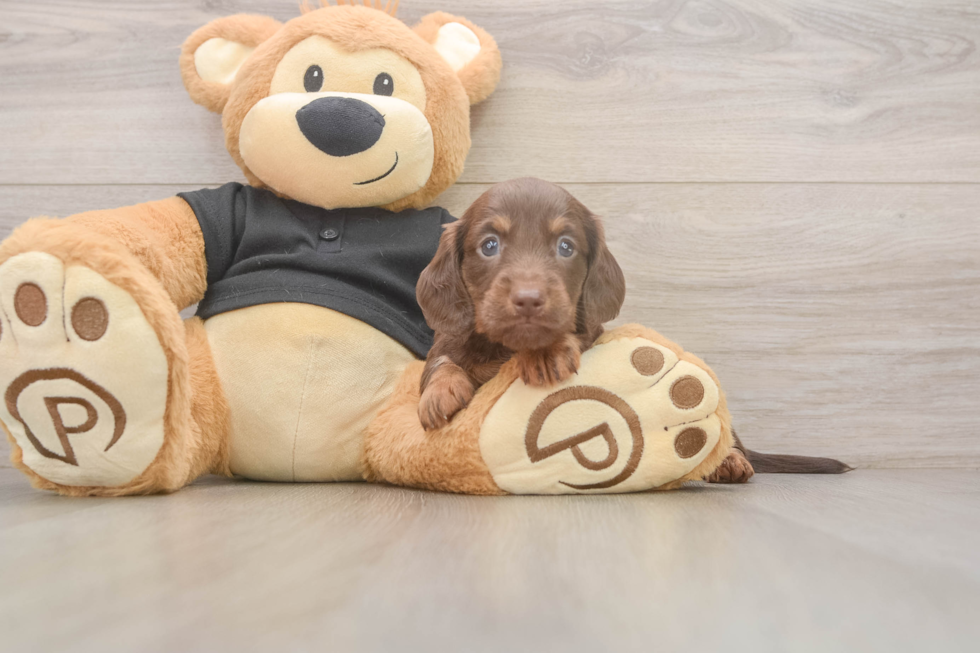 Cute Doxie Purebred Puppy