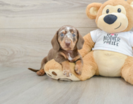 5 week old Dachshund Puppy For Sale - Premier Pups