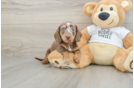 Best Dachshund Baby