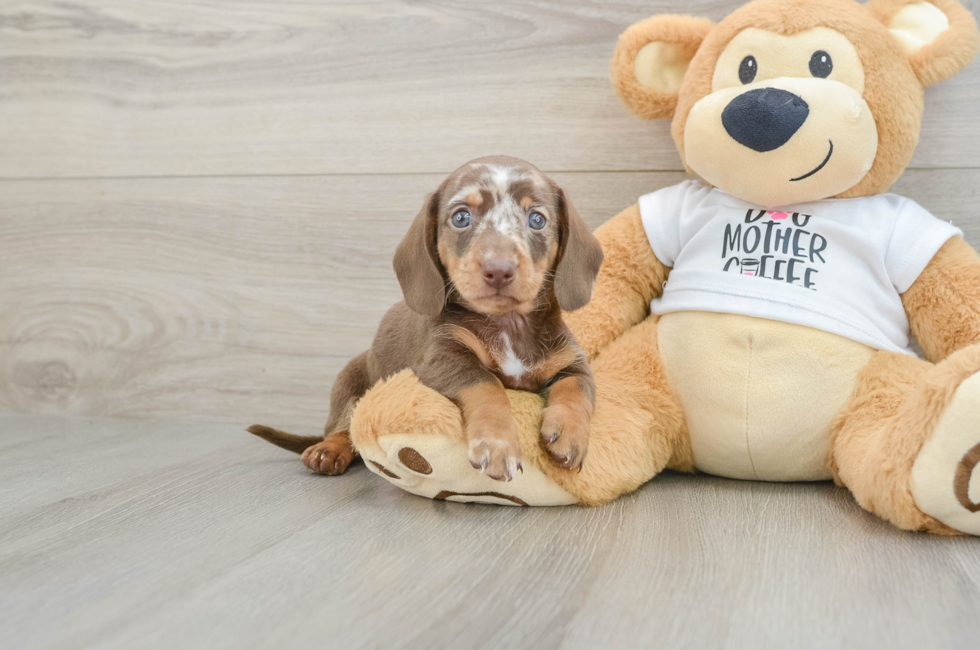 5 week old Dachshund Puppy For Sale - Premier Pups