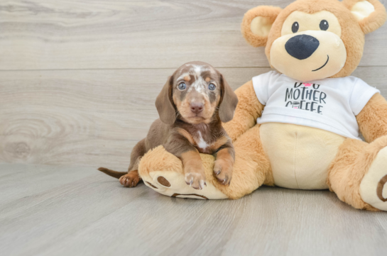 Best Dachshund Baby