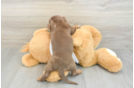 Best Dachshund Baby