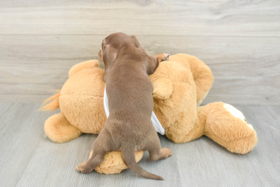 Best Dachshund Baby