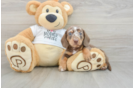 Dachshund Puppy for Adoption