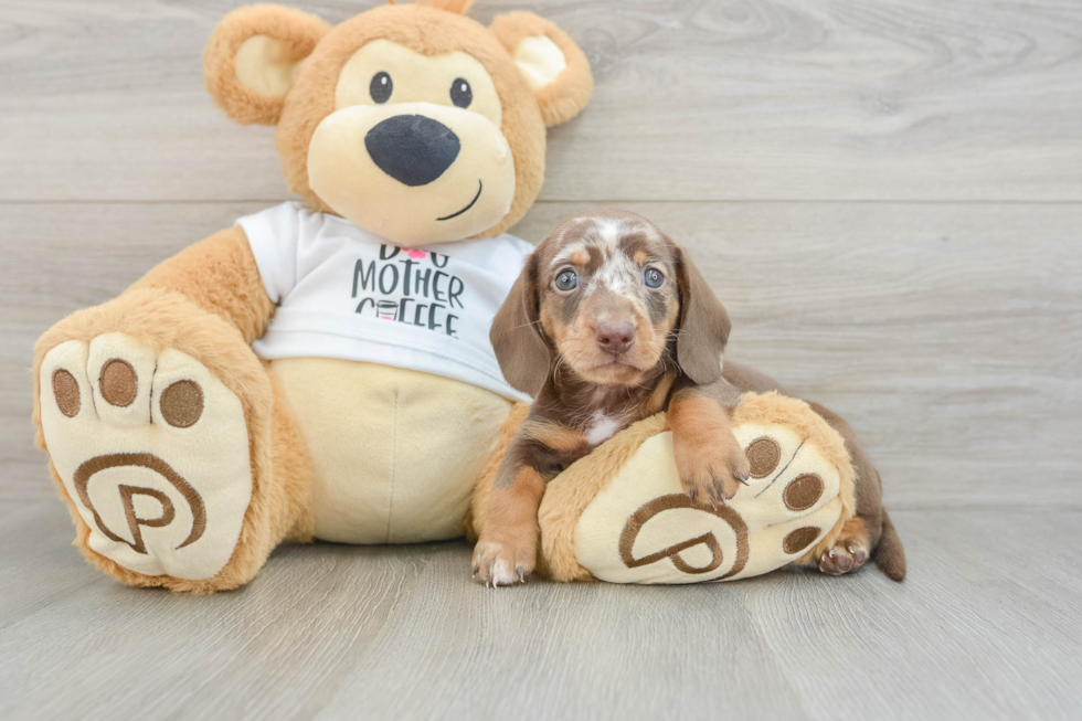 Dachshund Puppy for Adoption