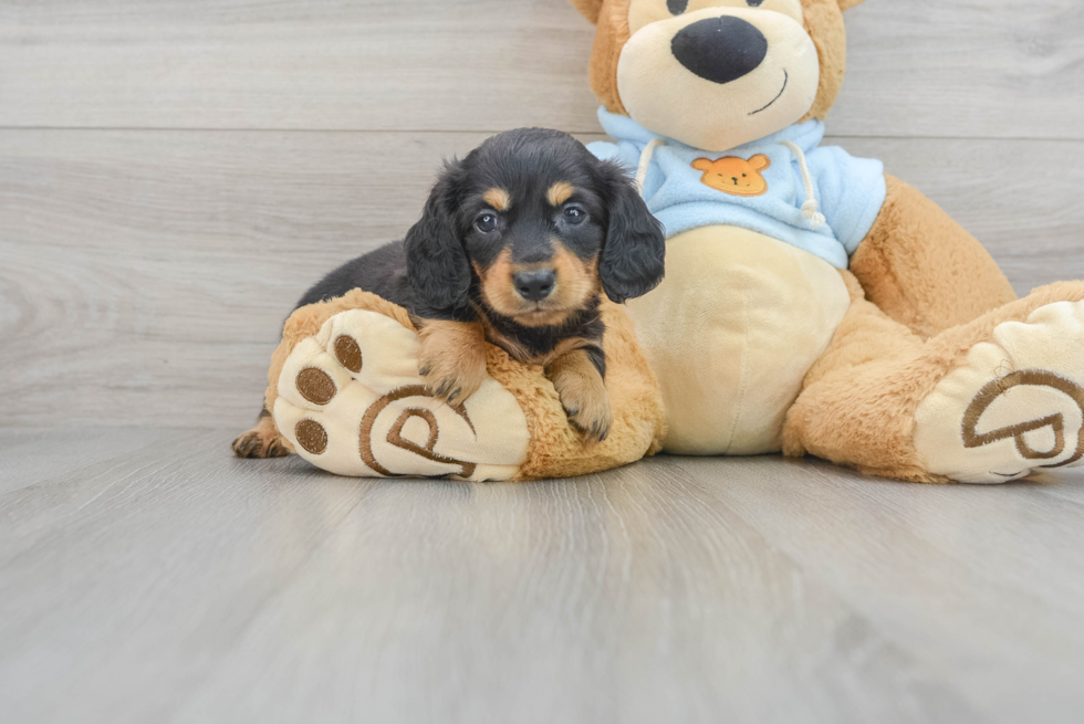 Cute Dachshund Purebred Pup