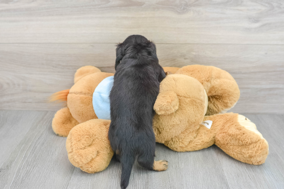 Cute Dachshund Purebred Puppy