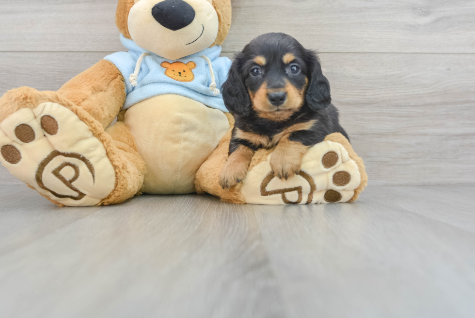 Cute Dachshund Purebred Puppy