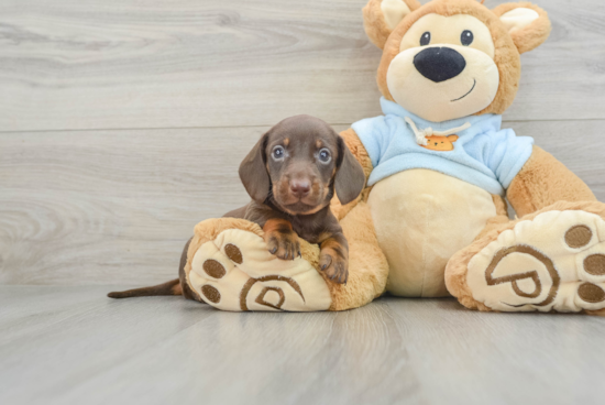 Cute Doxie Purebred Puppy