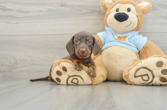 Cute Doxie Purebred Puppy