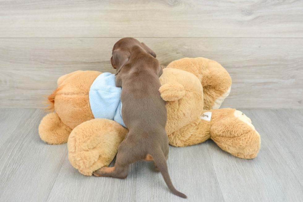 Cute Doxie Purebred Puppy