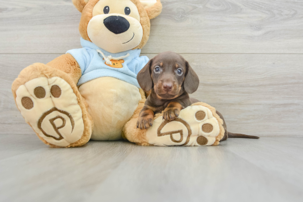 Cute Dachshund Purebred Pup