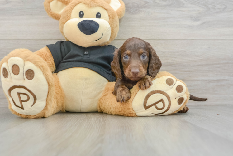 Dachshund Puppy for Adoption