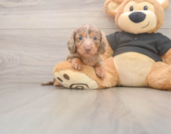5 week old Dachshund Puppy For Sale - Premier Pups
