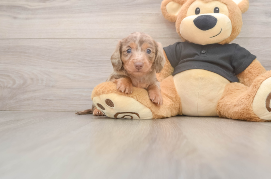 Cute Dachshund Baby