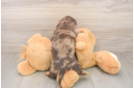 Dachshund Puppy for Adoption