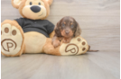 Dachshund Pup Being Cute