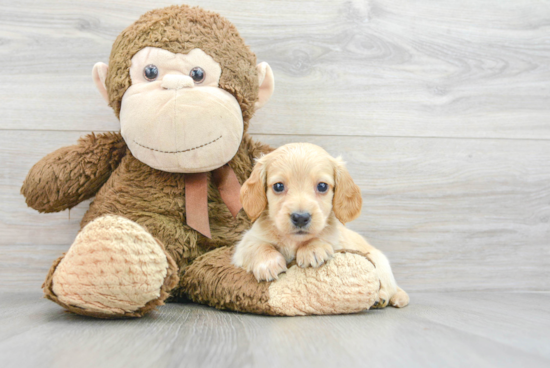 Cute Dachshund Baby