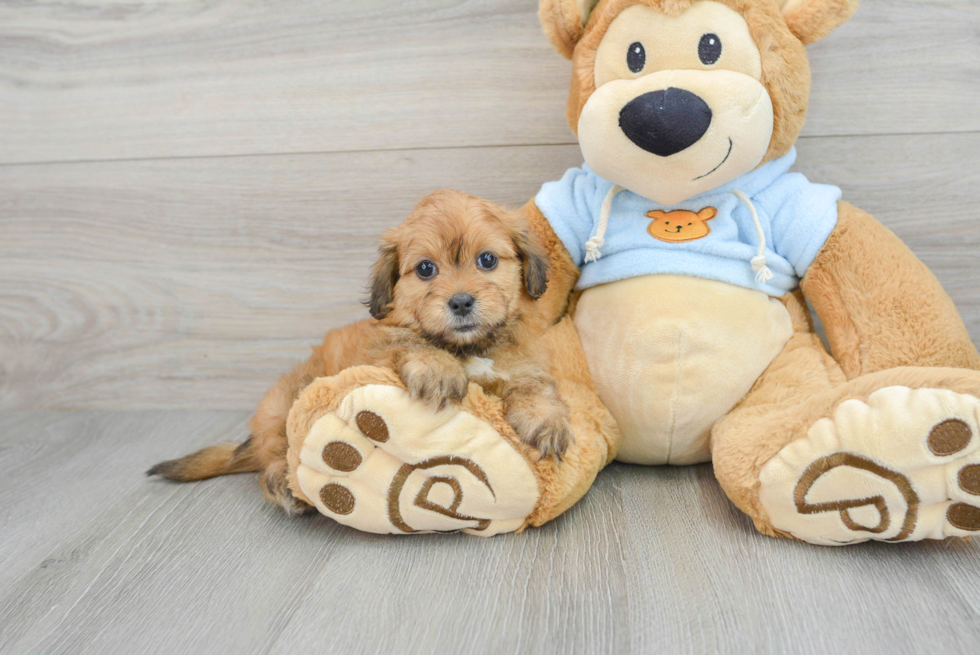 Cute Dachshund Purebred Puppy