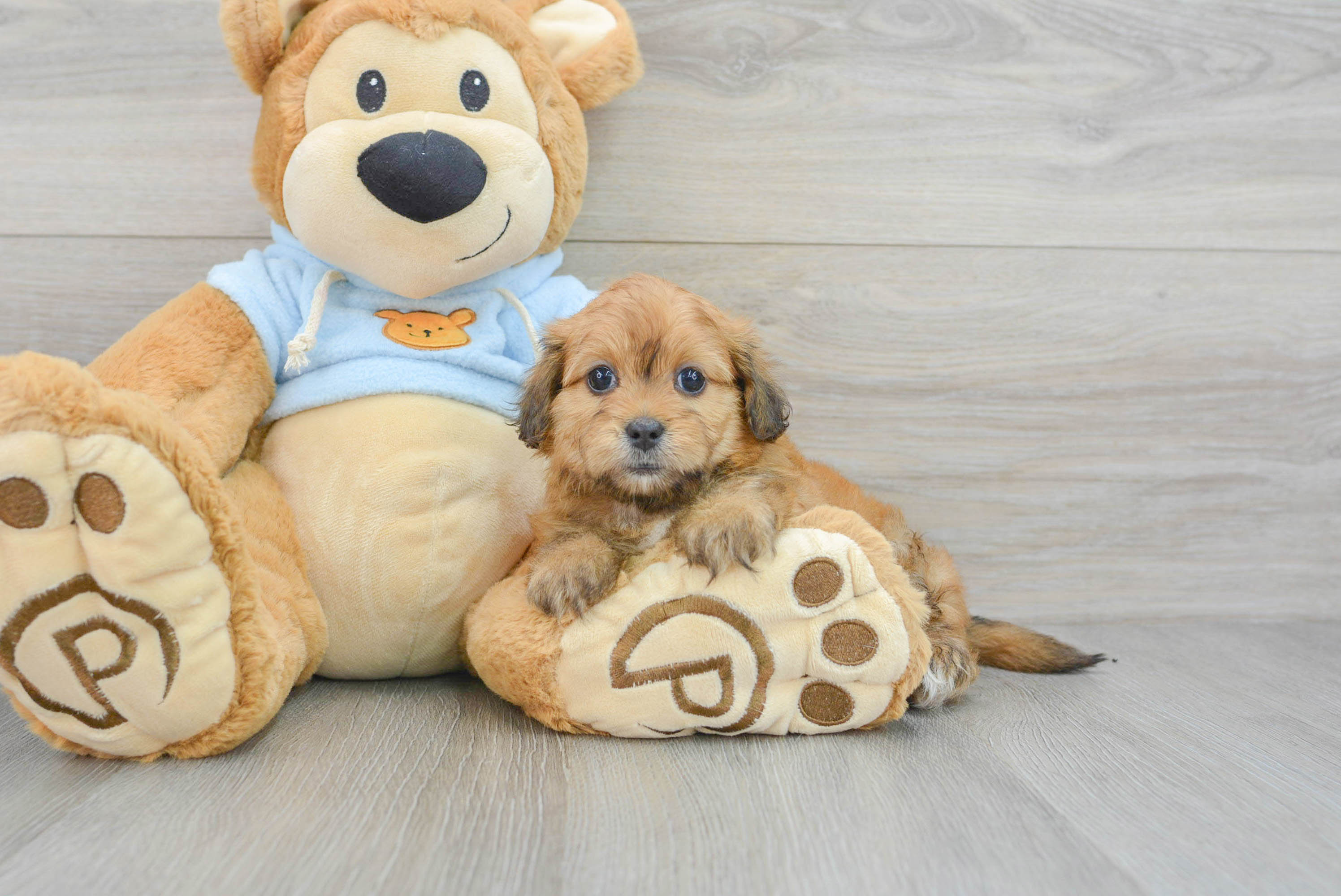 Cute Dachshund Purebred Puppy