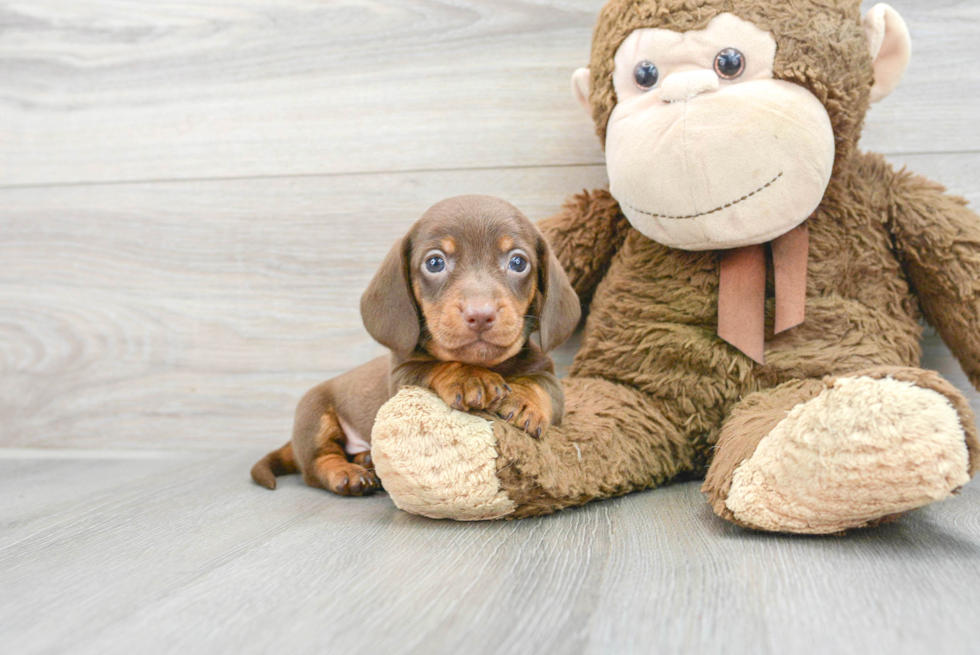Cute Dachshund Purebred Puppy