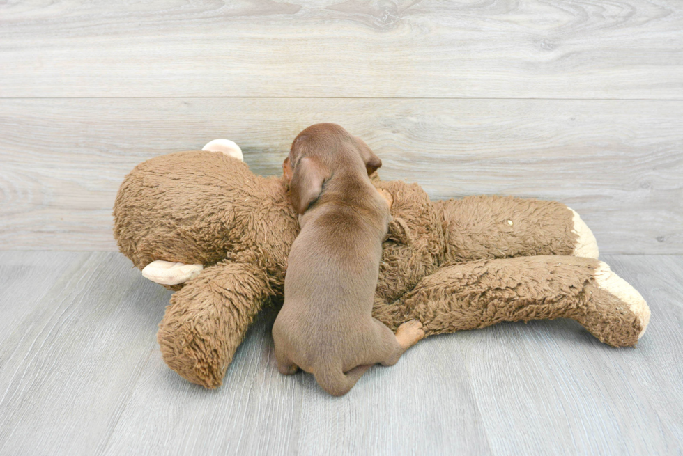 Dachshund Puppy for Adoption