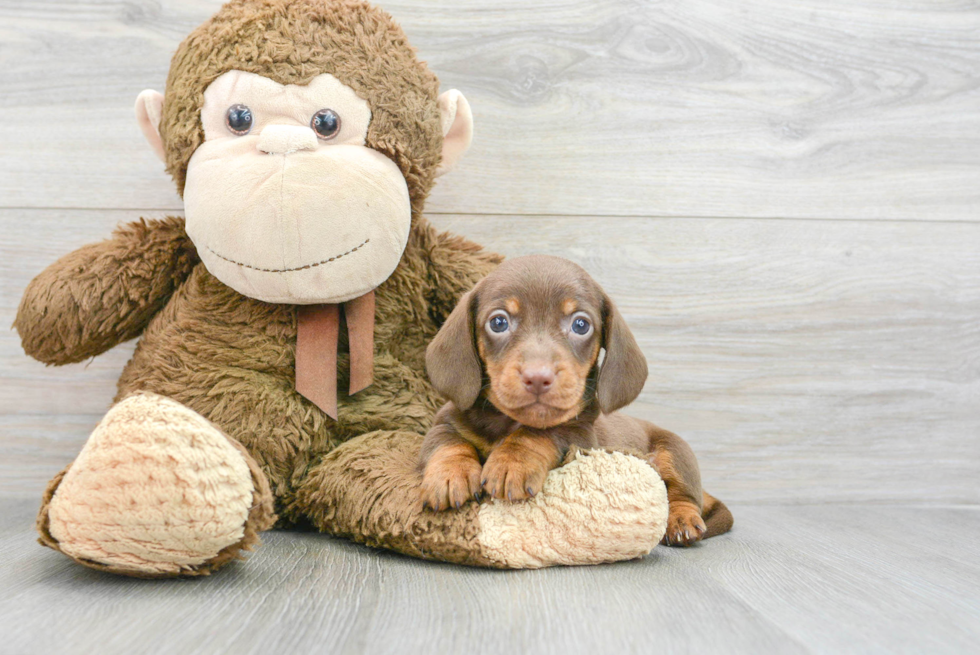 Cute Dachshund Purebred Puppy