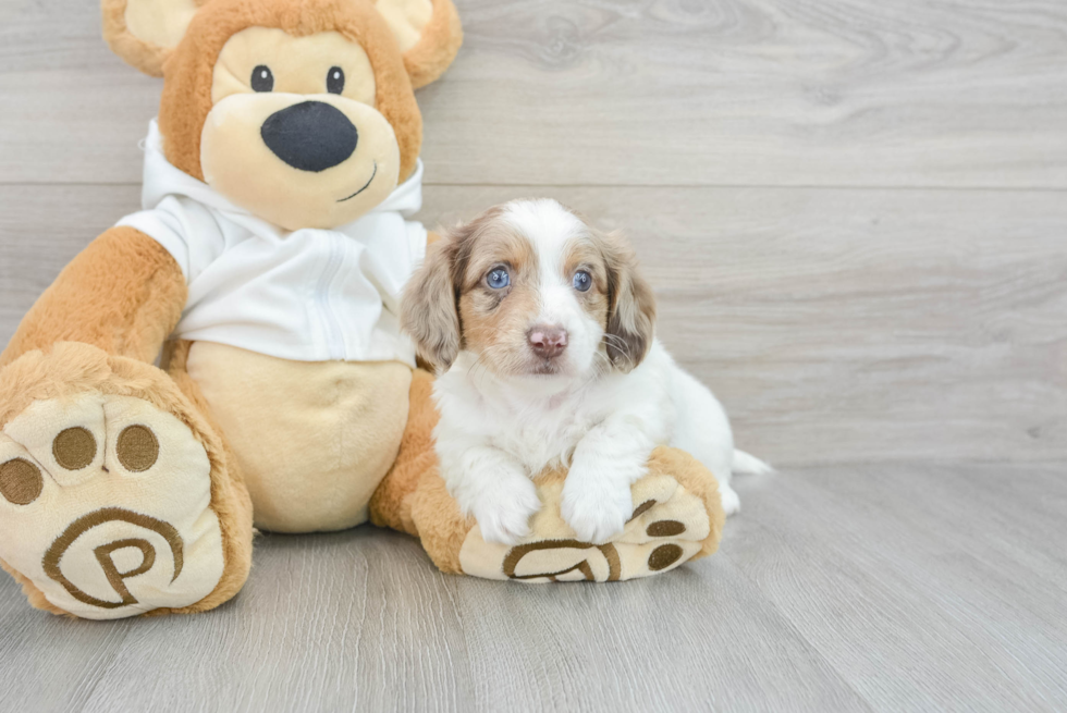 Dachshund Pup Being Cute