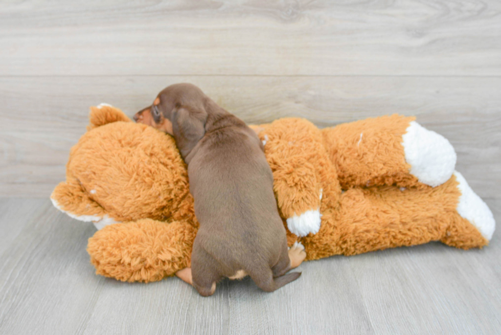 Cute Dachshund Baby