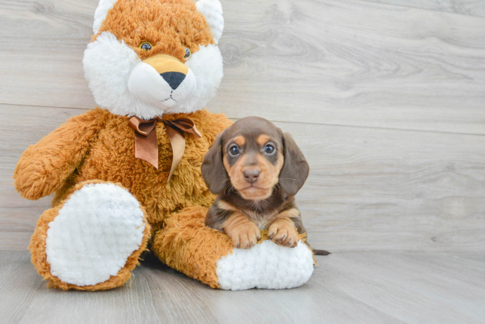 Dachshund Pup Being Cute